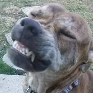 Meet your Posher, Billy